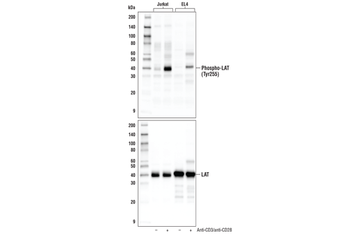 Western Blotting